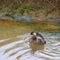 Little Grebe with ruffled feathers.