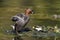 Little grebe, Tachybaptus ruficollis