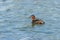 Little Grebe Tachybaptus ruficollis, also known as dabchick swimming in the water at sunset