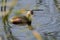 Little grebe (Tachybaptus ruficollis) with fish in beak
