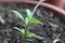 Little green basil plant in pot