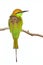 Little green bee-eater