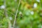 Little Green Bee-eater bird perching on branch in tropical rainforest