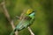 Little Green Bee Eater Bird, Sri Lanka