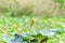 Little green bee-eater bird standing on the wood branch in the pink lotus swamp waiting for a hunting insect on the morning