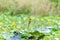 Little green bee-eater bird standing on the wood branch in the pink lotus swamp waiting for a hunting insect on the morning