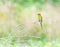 Little green bee-eater bird standing on the wood branch in the pink lotus swamp waiting for a hunting insect on the morning