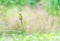 Little green bee-eater bird standing on the wood branch in the pink lotus swamp waiting for a hunting insect on the morning