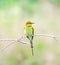 Little green bee-eater bird standing on the wood branch in the pink lotus swamp waiting for a hunting insect on the morning