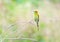 Little green bee-eater bird standing on the wood branch in the pink lotus swamp waiting for a hunting insect on the morning