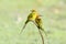 Little Green Bee-Eater Merops orientalis