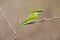 Little Green Bee-eater, Merops orientalis, exotic green and yellow rare bird from Sri Lanka