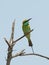 Little Green Bee-eater perching at Goa beach in India