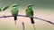 Little green bee Eaters