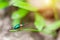 Little green beetle leaf-Eating buckwheat crawling