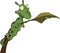 Little green caterpillar on a branch. Cartoon