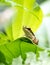 Little green frog surrounded by green foliage