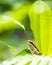 Little green frog surrounded by green foliage