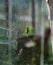 Little green grasshopper on glass