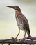 Little Green Heron