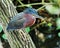 Little Green Heron