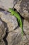 Little green lizard is basking on the stone