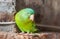 Little green lovebird
