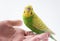 Little green parakeet sitting on the hand. Cute little parrot.