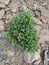 Little green plant on desert dry harsh ground