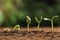 Little green seedlings growing in fertile soil