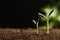 Little green seedlings growing in soil  blurred background, closeup view. Space for text