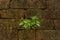 Little green Tree growth on brick block wall.