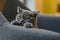 Little grey cat playing and hiding behind couch