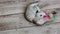 Little grey kitten play with toy on the floor