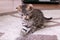 Little Grey Kitten Playing with Toy Mouse