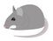 Little grey mouse