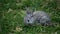 Little Grey Rabbit sniffs and eats grass