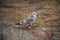 Little grey seagull near stony lake shore.