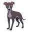Little Greyhound Dog Cartoon Animal Illustration