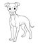Little Greyhound Dog Cartoon Animal Illustration BW