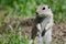 Little Ground Squirrel Standing Guard Over Its Home