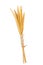 Little Group gold Feather Pennisetum, Mission grass isolated