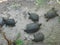 Little group of green turtles