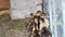 Little group of newborn domestic chicks ducklings in a special fence for birds