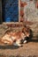 A little grown up calf resting next to blue window