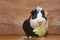 Little guinea pig eating cabbage leaf.