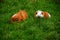 Little Guinea pigs running in grass