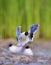 The Little Gull (Larus minutus) in flight on the green grass background. Front