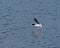 Little Gull Underwing