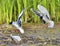 The Little Gulls (Larus minutus) in flight